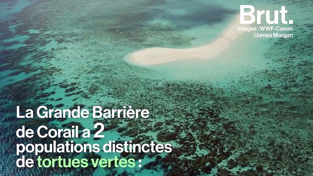 Réchauffement climatique : il y a de plus en plus de tortues femelles en Australie