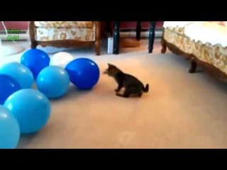 Cats vs. Balloons