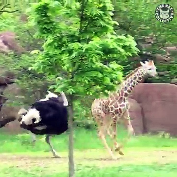You're giraffing me crazy!