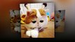 Exotic Shorthair cats ! Nice cats ! They are very lovely !