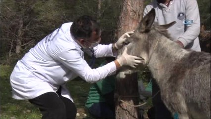 Sahibinin Terk Ettiği Eşeğe Belediye Sahip Çıktı
