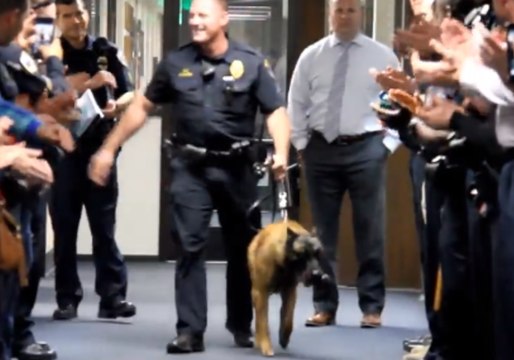 K9 Trades Crime Fighting for Play Fighting as He Retires