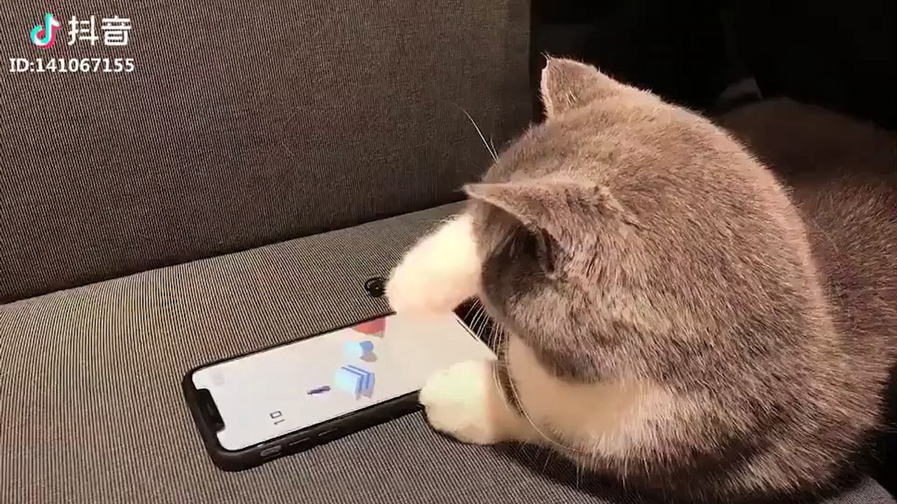 cat playing game