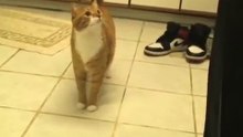 Cat Penis (Uncensored)-X6JznqlhOMs