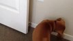 Doggie vs. Doorstop