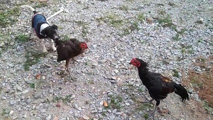 Un chien stoppe un combat de coqs