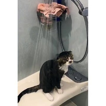 La tête de ce chat sous la douche.... Alors tu aimes ?