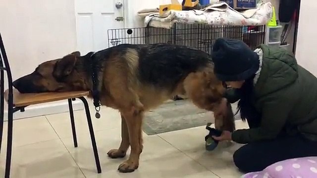 Patient, ce chien pose sa tête sur la chaise le temps d'enfiler ses chaussons !