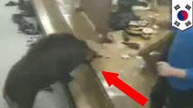 Pigs gone wild: wild boar goes mental in Korean restaurant - TomoNews