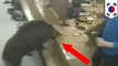 Pigs gone wild: wild boar goes mental in Korean restaurant - TomoNews