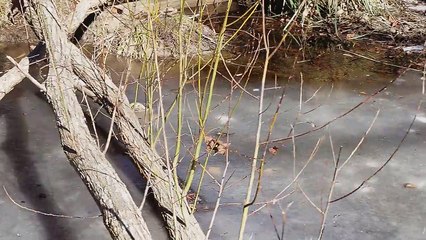 La respiration des alligators quand il fait froid