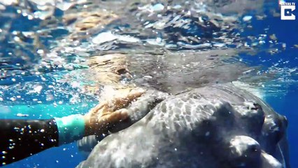 Une baleine joue avec une nageuse