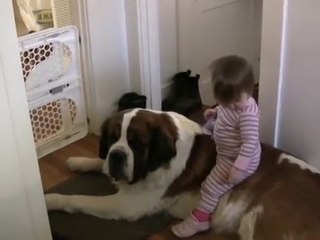 Toddler Tries Ride St. Bernard - (Dog Ain't Having