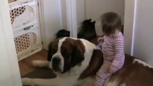 Toddler Tries Ride St. Bernard - (Dog Ain't Having