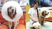 Anjing Golden Retriever yang terluka bisa temukan jalan ke dokter - TomoNews