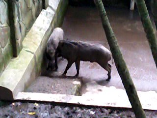 video ANEH !!  Babi Celeng sedang Sun Sun Nan 31 Des 2017