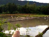 video Melihat Petani membajak sawah di temani burung bangau 10 Nov 2017