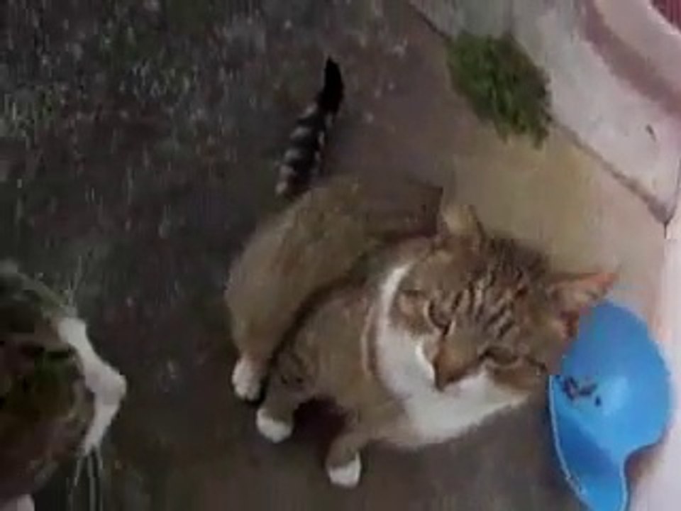 Where's My Food_ video Dailymotion