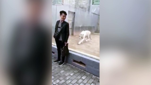 El ataque del tigre blanco a un turista provocador