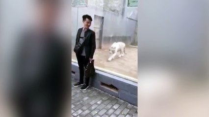 El ataque del tigre blanco a un turista provocador