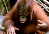Any Procrastinator Will Relate to This Baby Orangutan Getting Distracted While Trying to Build Nest