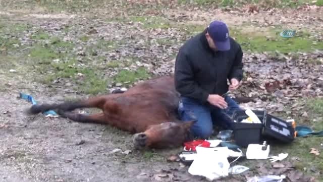 Veteriner Hekimin Duyarlı Davranışı 'İnsanlık Ölmemiş' Dedirtti