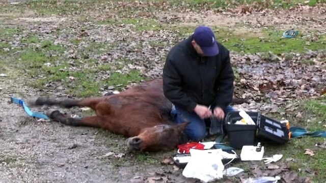 Veteriner hekimin duyarlı davranışı 'insanlık ölmemiş' dedirtti