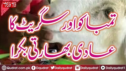 Goat in Drugs Addiction India