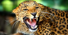 Hindistan'da Leopar Saldırısı! 3 Çocuk Vahşi Hayvanlara Yem Oldu