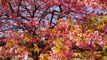 HARAJUKU, MEIJI SHRINE AND YOYOGI PARKS CHERRY BLOSSOMS... IN TOKYO, JAPAN || Tokyo Travel Vlog 2