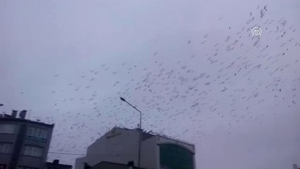 Kargaların Gökyüzündeki Görsel Şöleni - Tekirdağ