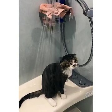 La tête de ce chat sous la douche....