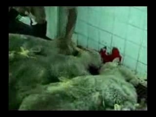 Ensemble pour la libération animale et vite!!!!!!