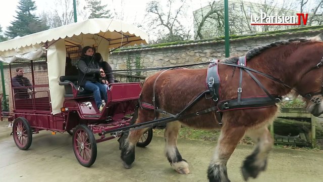 Collecte de sapins en hippomobile