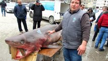 400 kilo ağırlığındaki köpek balığı, vatandaşların ilgi odağı oldu