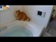 Epic Cats Hate Falling in Water 2018 Try not to Laugh