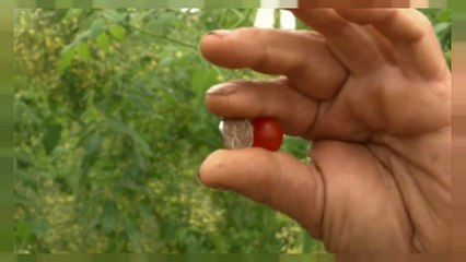 أصغر طماطم في العالم .. صناعة إسرائيلية