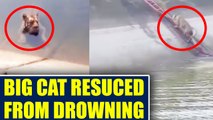 Tiger rescued from drowning in Maharashtra’s Bhandara district, Watch video | Oneindia News
