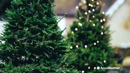 Different ways to recycle your christmas tree