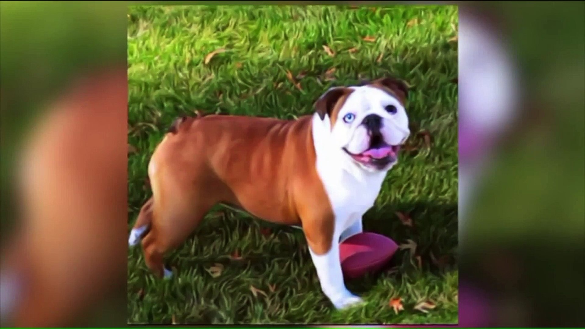 ⁣Dog Dies After Grooming Appointment at Petsmart