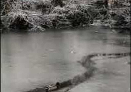 Group of Ducks 'Break the Ice' While Paddling Through Lake