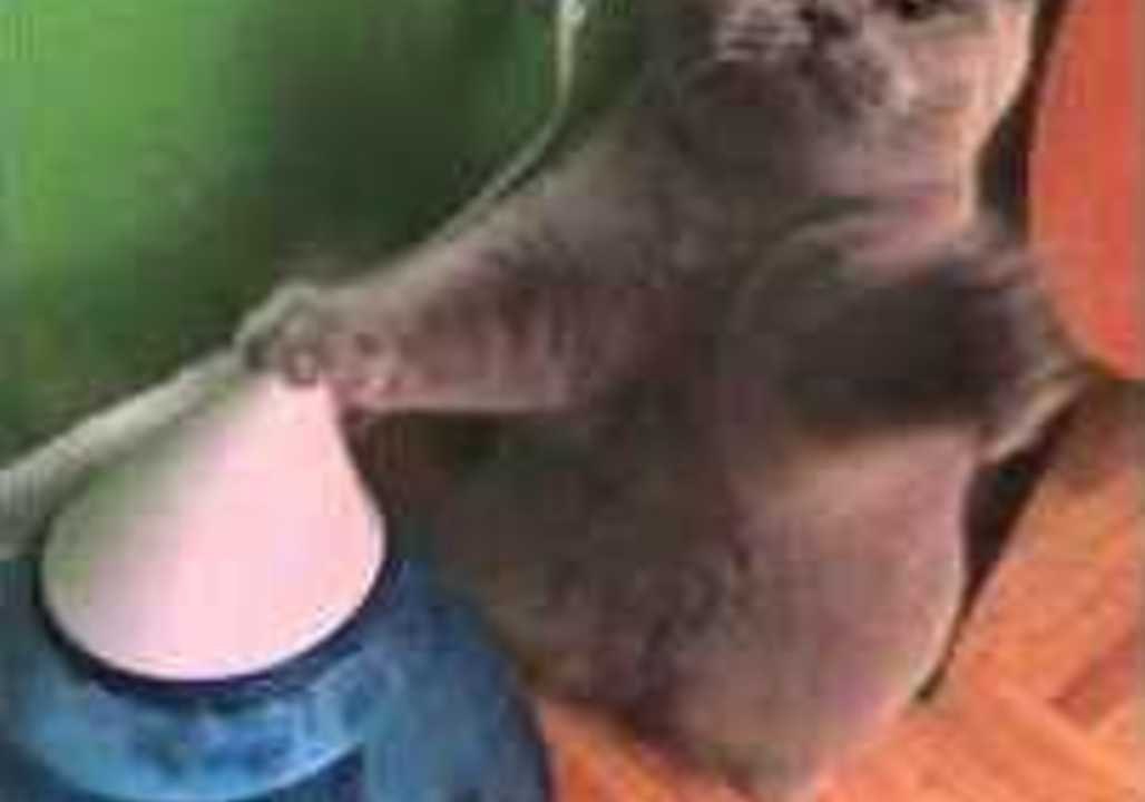 British Shorthair Cat Tries to 'Paws' the Humidifier