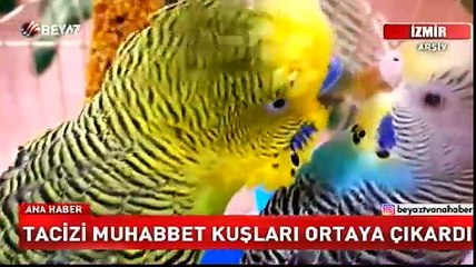 Tacizi muhabbet kuşları ortaya çıkardı