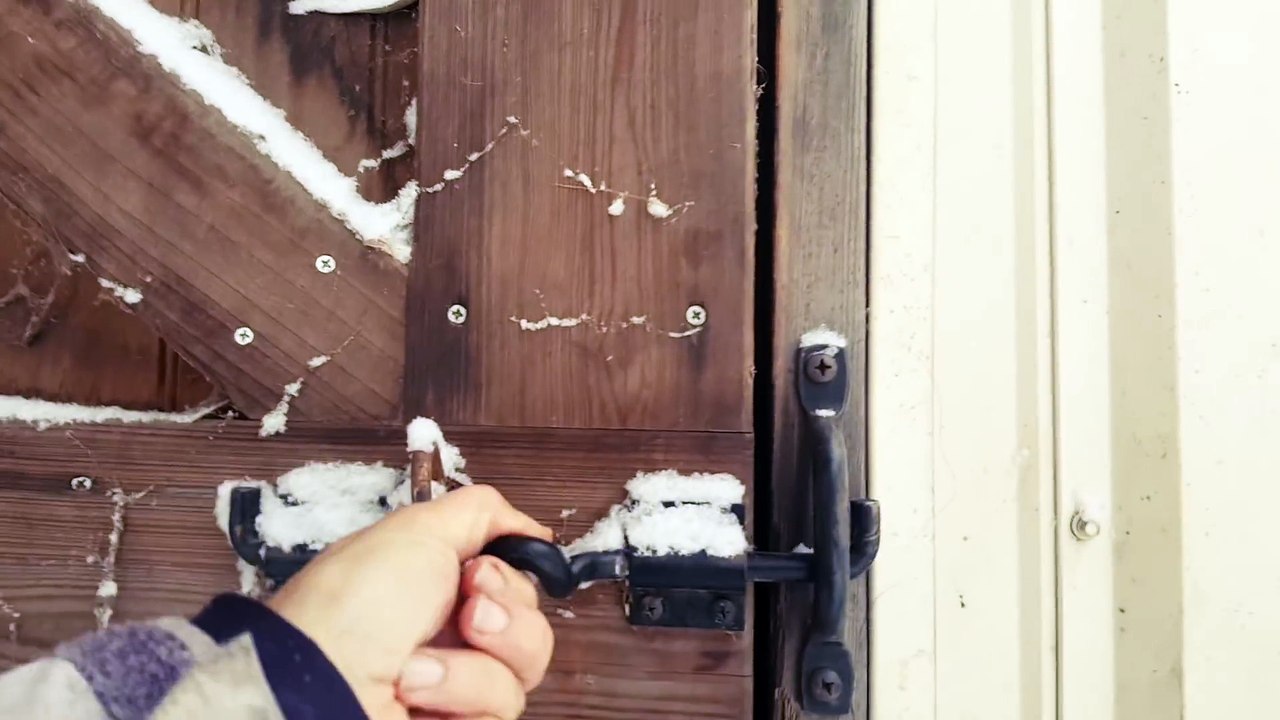 Deux chevaux sortent de leur box et découvrent la neige pour la première fois…