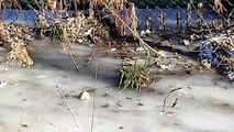 Des alligators prisonniers de la glace en Caroline du Nord