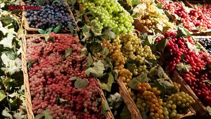 World Wine Town Bolgheri - Il Museo del vino nella città del vino di Bolgheri in Toscana