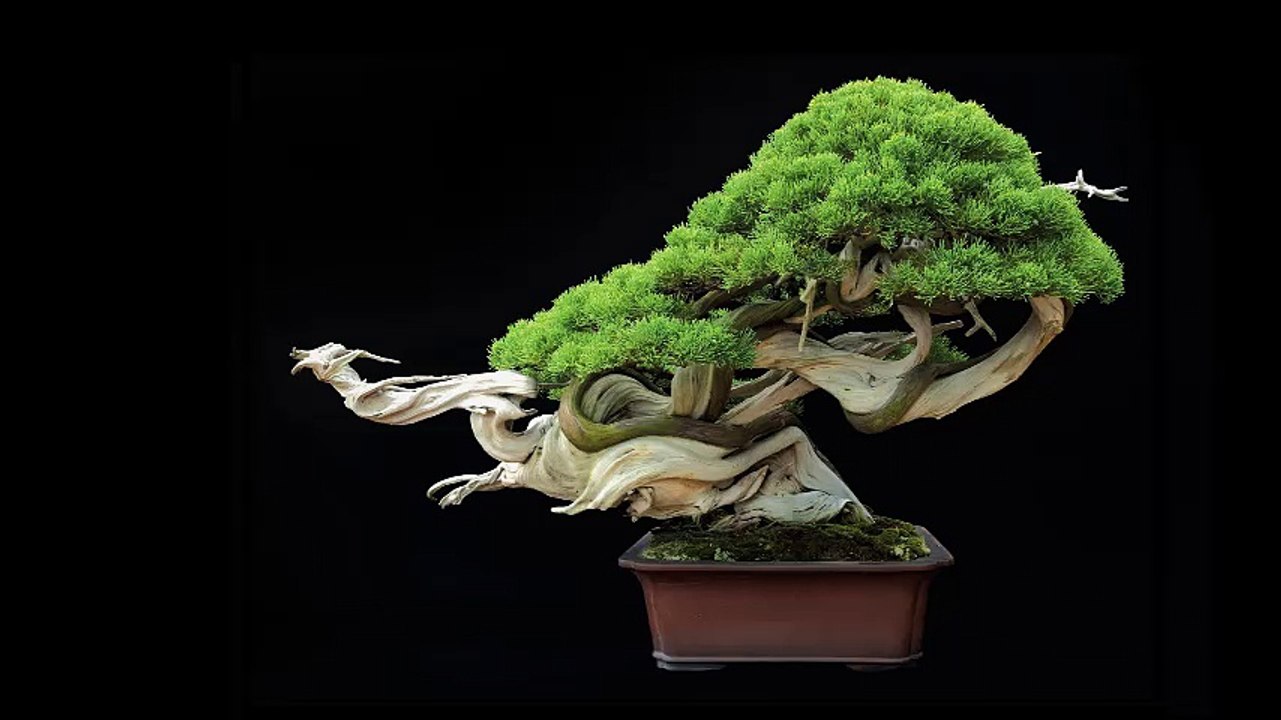 beautiful bonsai