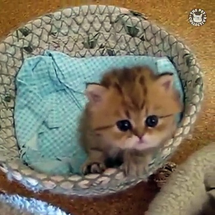 Make your day a little better with this kittens! 