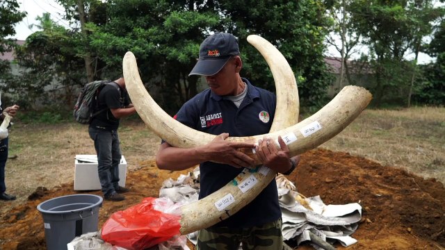 Indonesia destroys products from wildlife poaching