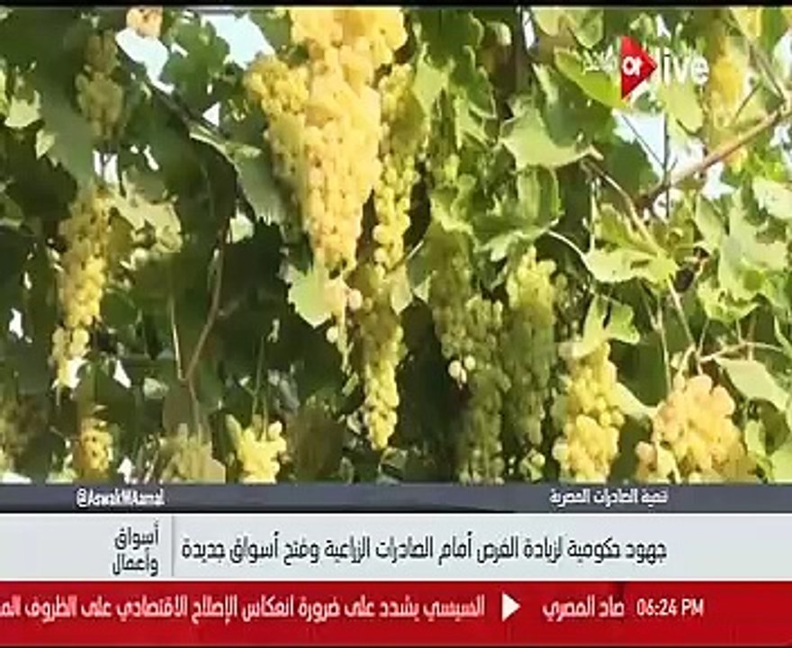 الزراعة: الصادرات الزراعية تمر بـ"كبوة" نتيجة د...